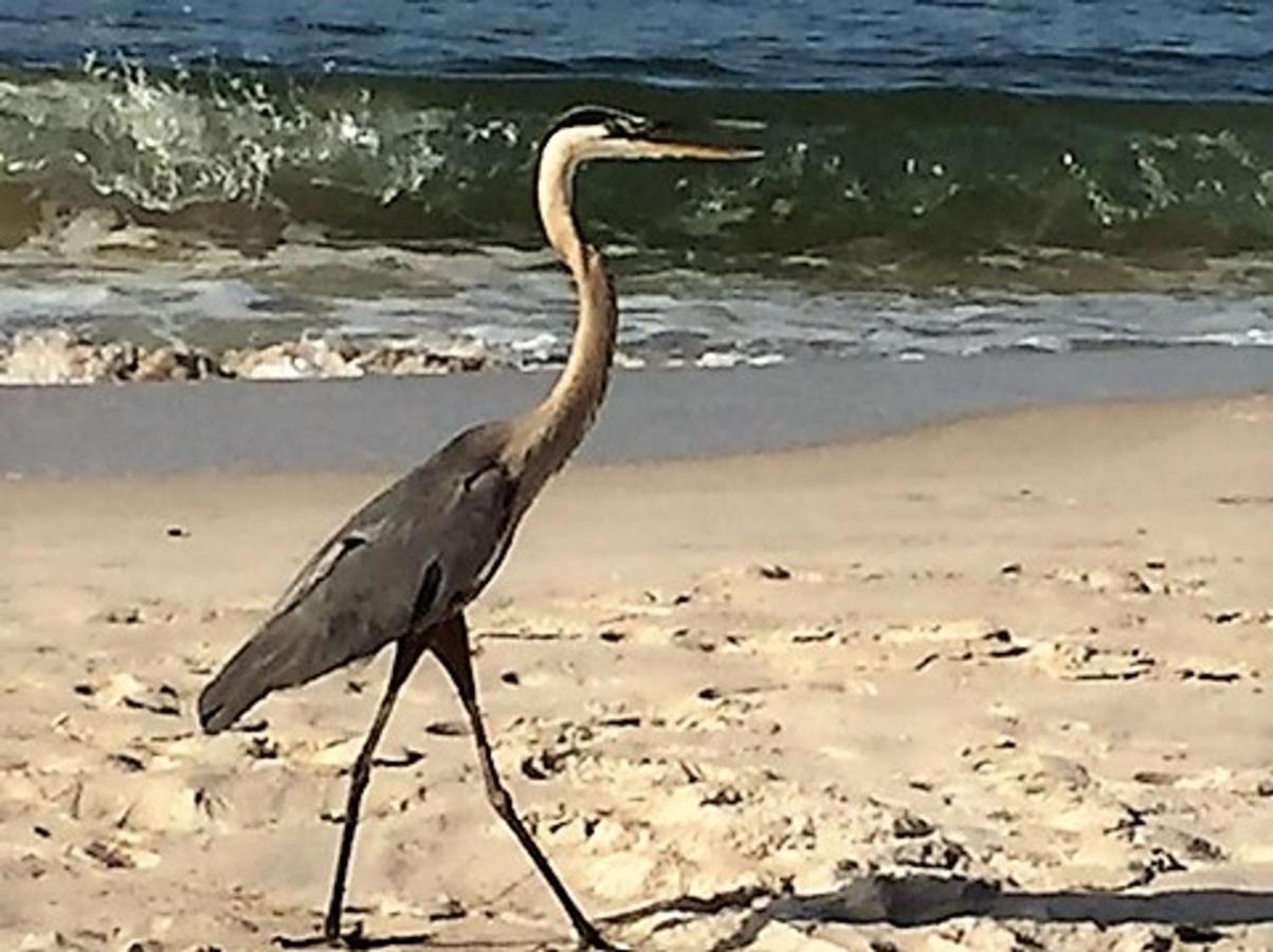 Phoenix Gulf Shores 1203 By Bender Vacation Rentals Ngoại thất bức ảnh